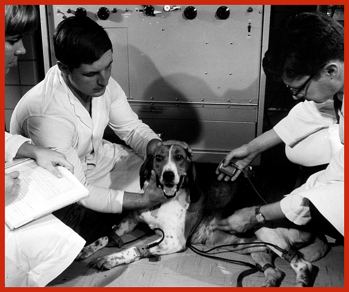 Dog testing beagles